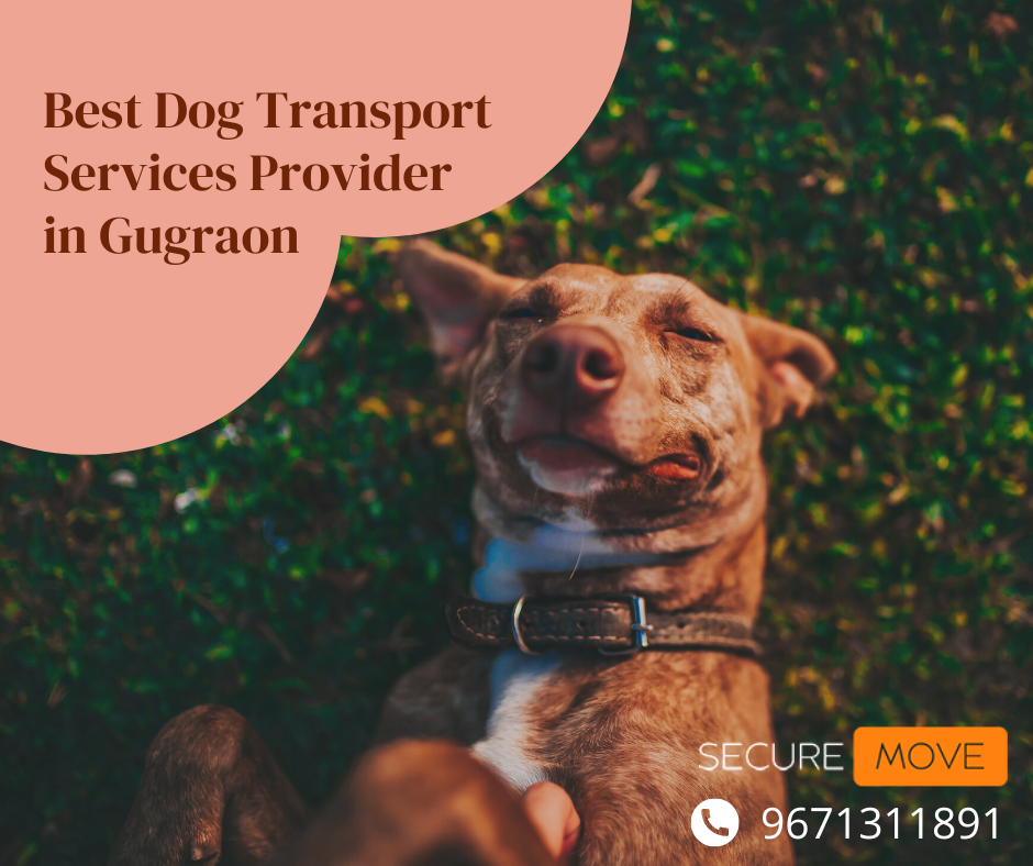 Best Dog Transport Services Provider in Gugraon