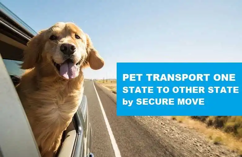 pet transport one state to other state