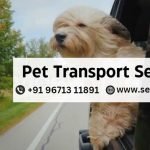 pet transport services in gurgaon pet transport services in gurgaon